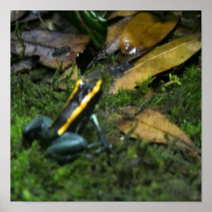 Pôster Yellow Striped Dart Frog
