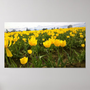 Poster Yellow Tulip Field, Oregon