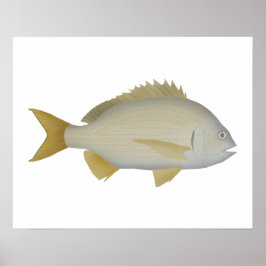 Poster Yellowfin Bream