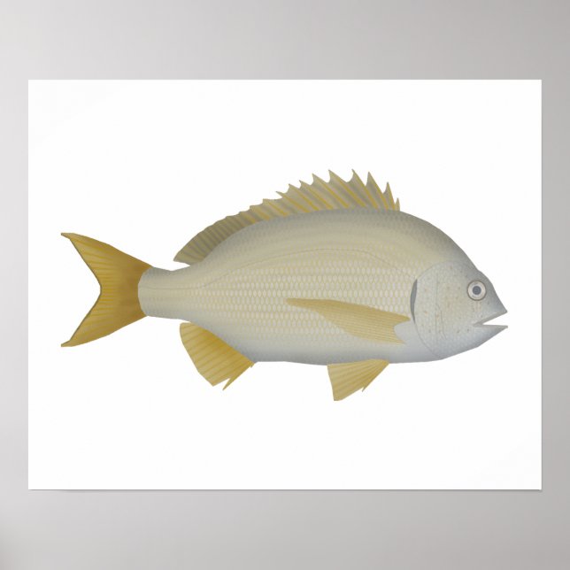 Poster Yellowfin Bream (Frente)