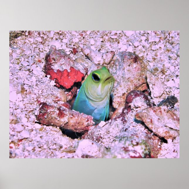 Poster Yellowhead Jawfish (Frente)