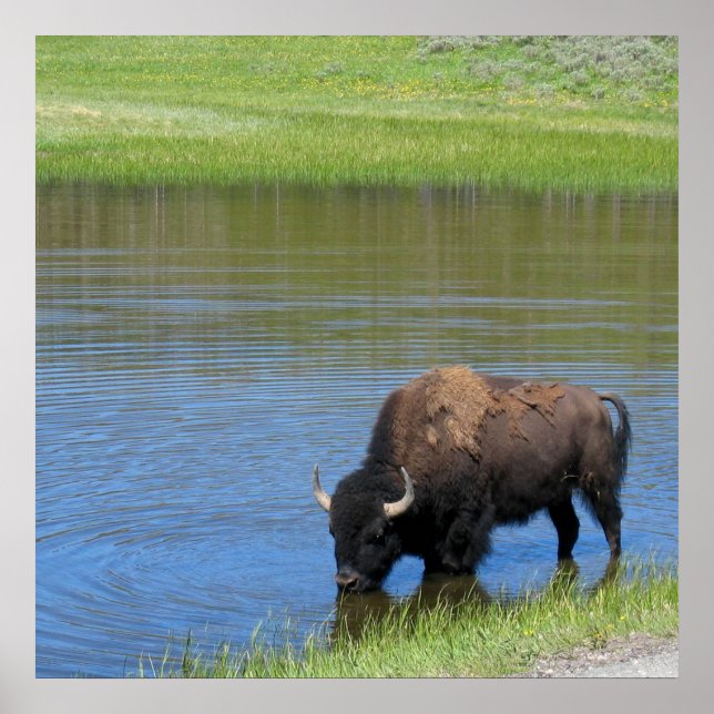 Poster Yellowstone American Bison in Pond (Frente)
