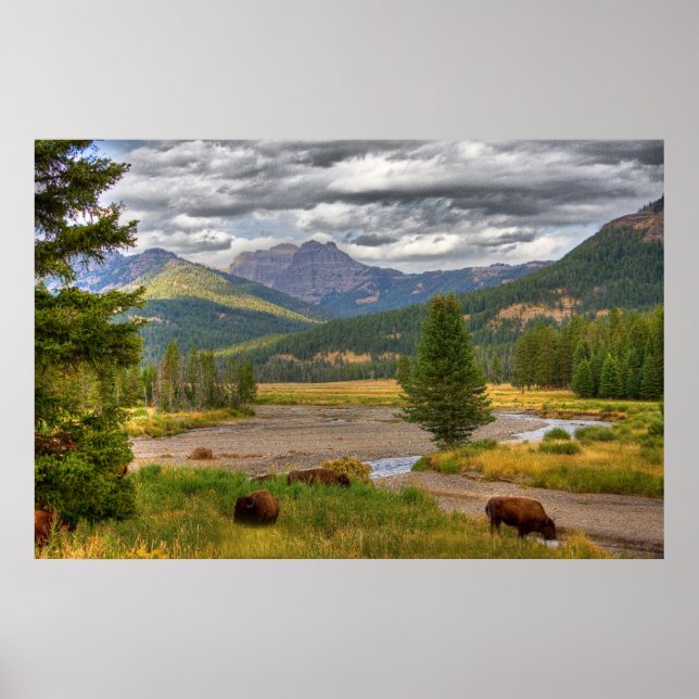 Poster Yellowstone Bison (Frente)