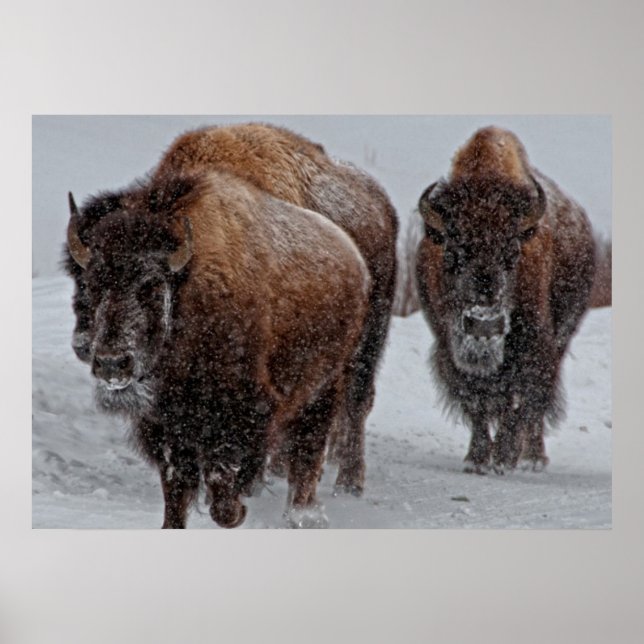 Poster Yellowstone Bison (Frente)
