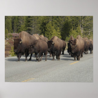 Poster Yellowstone Bison