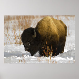 Pôster Yellowstone Bison in the Lamar Valley