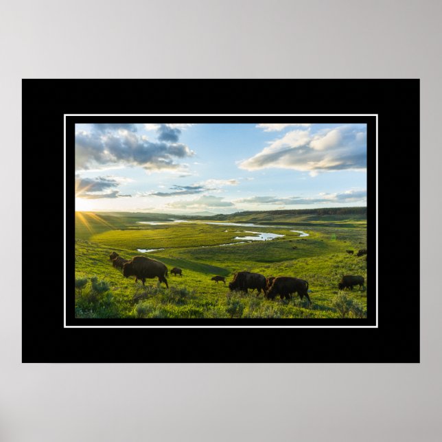 Poster Yellowstone Buffalo (Frente)