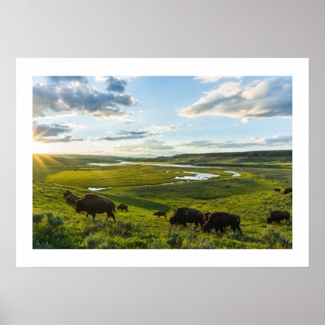 Poster Yellowstone Buffalo (Frente)