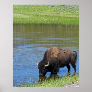 Poster Yellowstone Buffalo Souvenir
