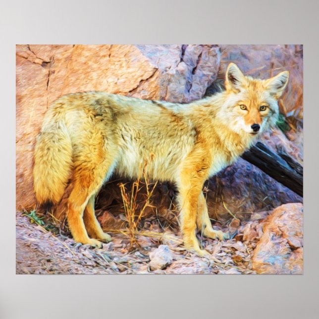 Poster Yellowstone Coyote (Frente)