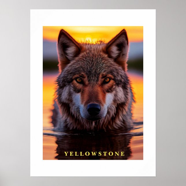 Poster Yellowstone Wolf (Frente)