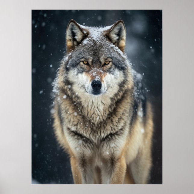 Poster Yellowstone Wolf (Frente)