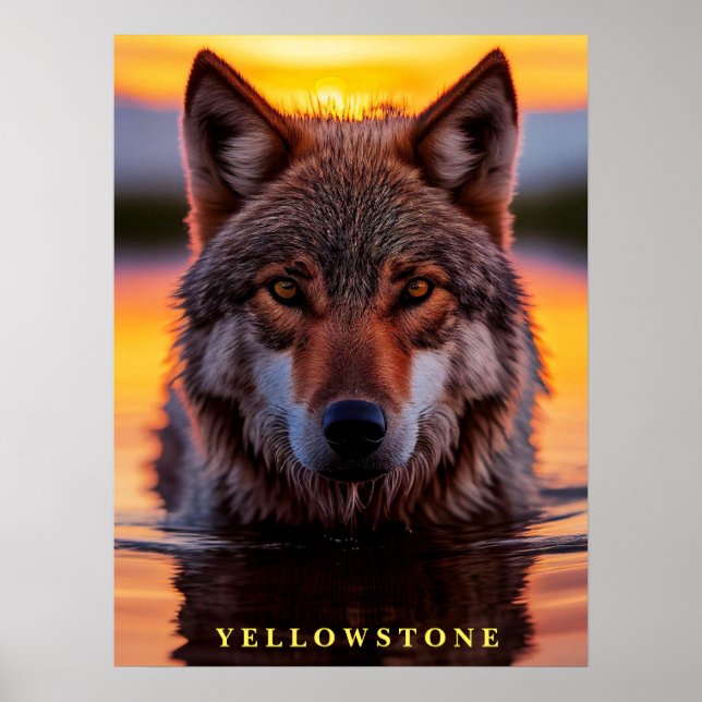 Poster Yellowstone Wolf (Frente)
