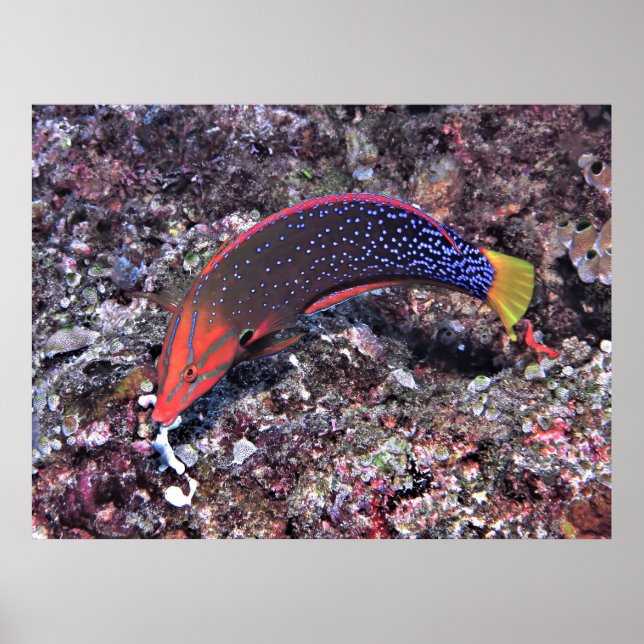 Poster Yellowtail Coris Wrasse (Frente)