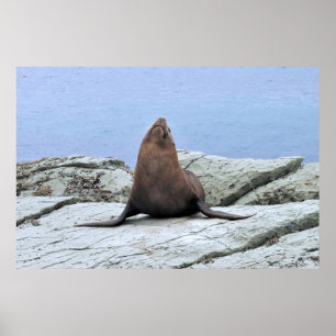 Poster Yoga fur Seal