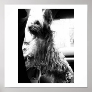 Pôster Yorkie