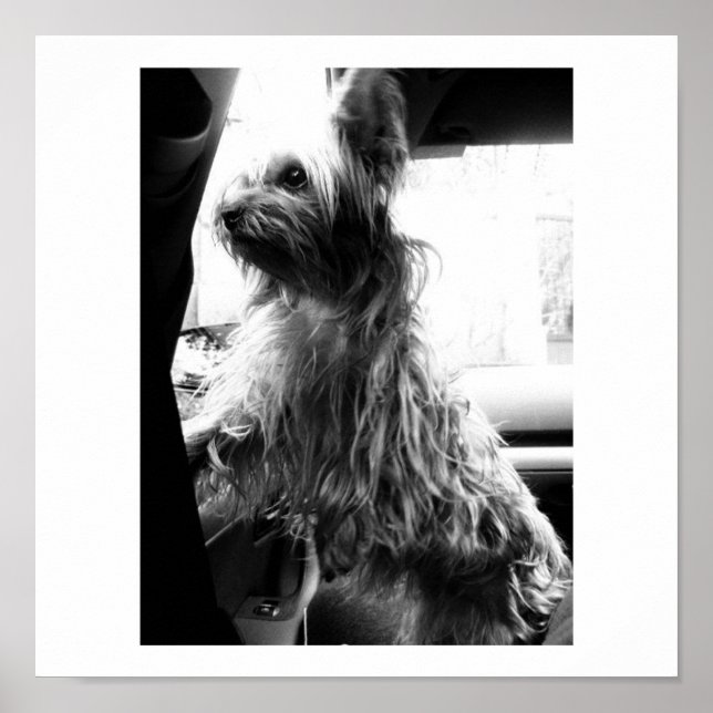 Pôster Yorkie (Frente)
