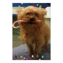Pôster Yorkie Cachorro Bastão de Natal