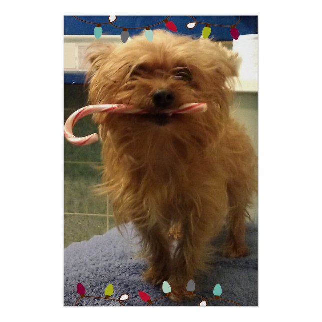 Pôster Yorkie Cachorro Bastão de Natal  (Frente)
