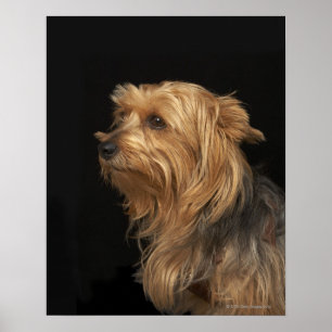 Pôster Yorkie preto e marrom deixou o perfil no preto