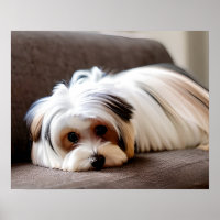 Yorkie, Yorkshire Terrier, passando por Ennui