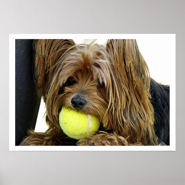 Poster Yorkshire Terrer com Tênis Ball (Frente)
