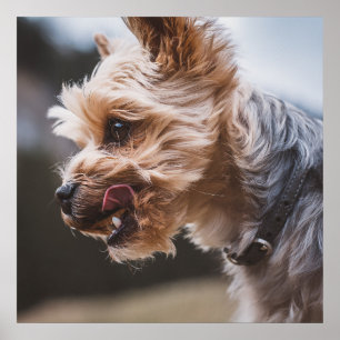 Poster Yorkshire Terrier