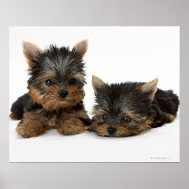 Poster Yorkshire Terrier (Frente)