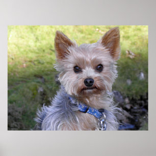 Poster Yorkshire Terrier