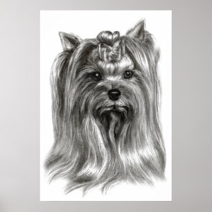 Poster Yorkshire Terrier Drawing