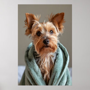 Poster Yorkshire Terrier em roupão, cachorro engraçado ba