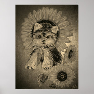 Poster Yorkshire Terrier Fofo com Girassóis