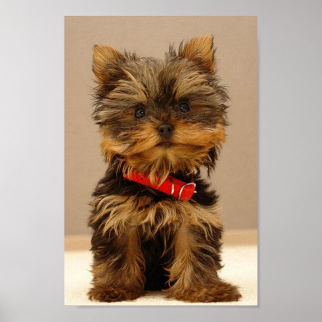 Poster Yorkshire Terrier Puppy (Frente)