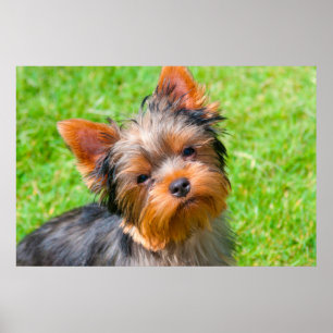 Pôster Yorkshire terrier que olha acima