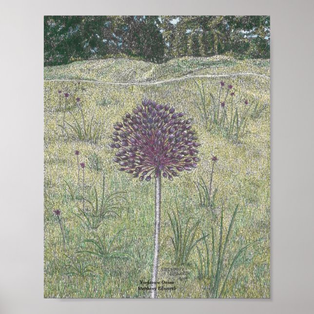 Pôster Yorktown Onion (Frente)