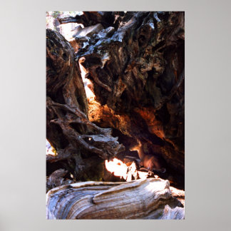 Pôster Yosemite Deer