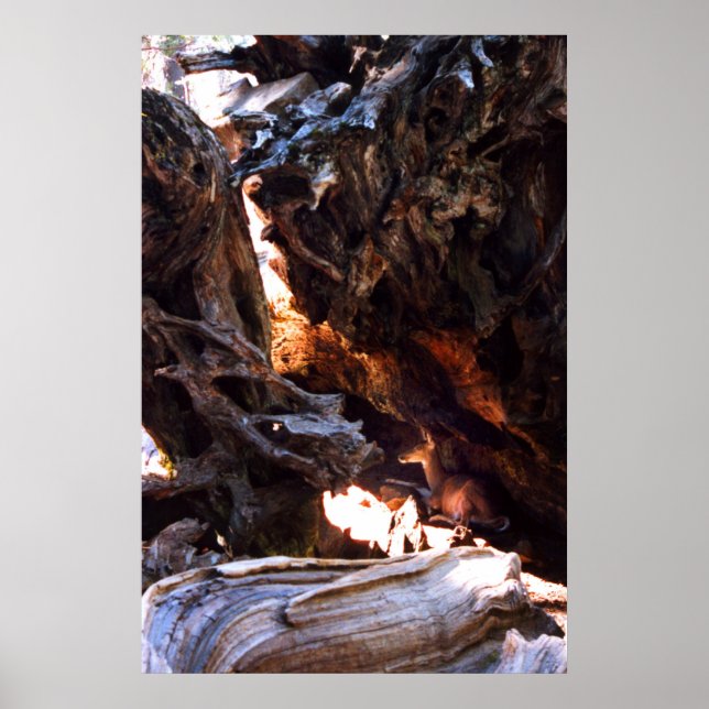 Pôster Yosemite Deer (Frente)