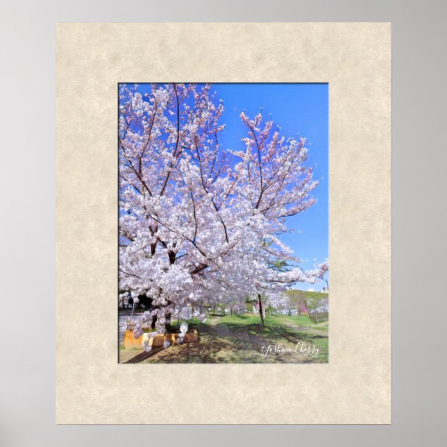 Poster Yoshino Cherry (Frente)