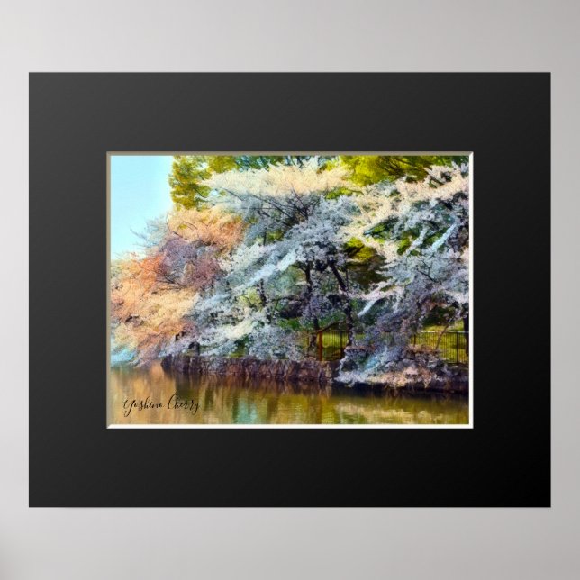 Poster Yoshino Cherry (Frente)