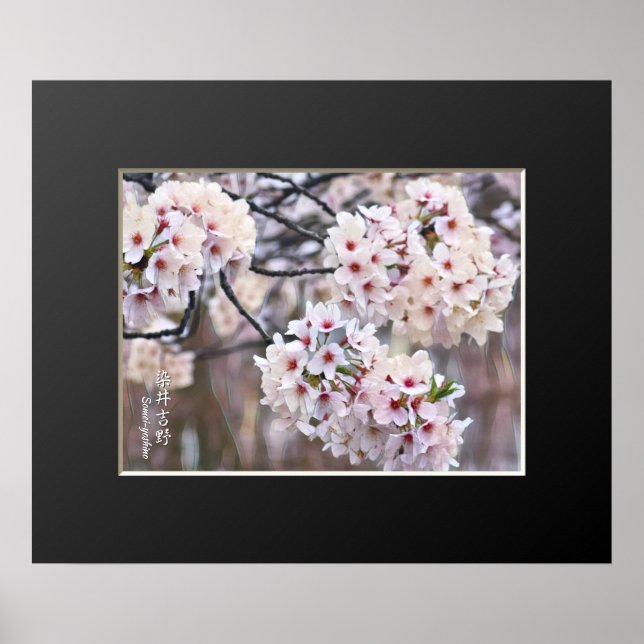 Poster Yoshino Cherry (Frente)