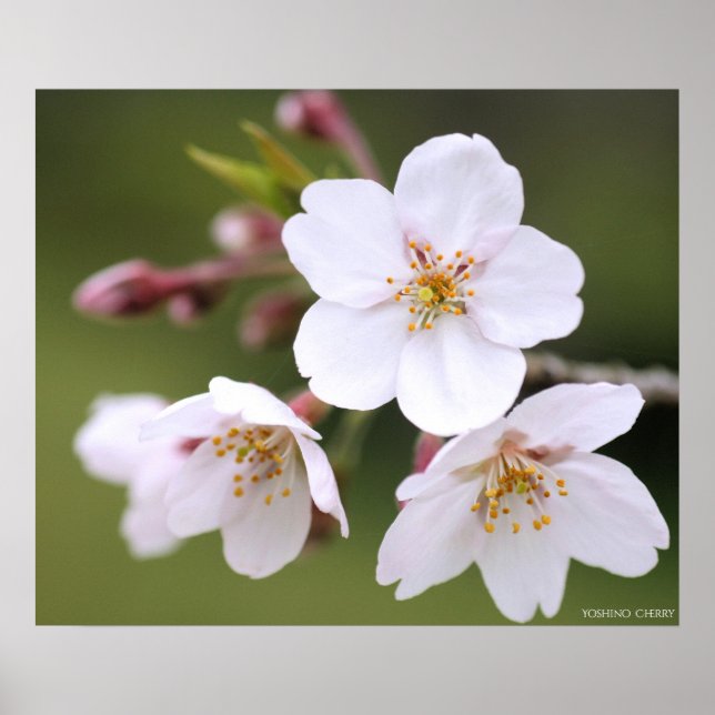 Poster Yoshino Cherry:Poster (Frente)