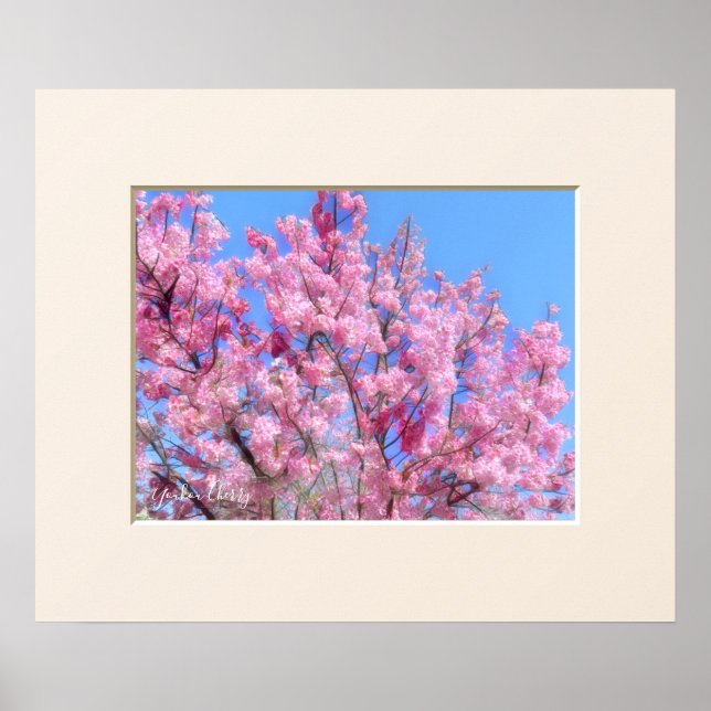 Poster Youkou Cherry (Frente)