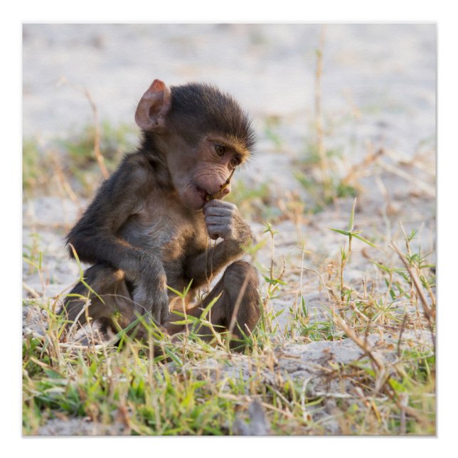 Pôster Young Baboon (Frente)