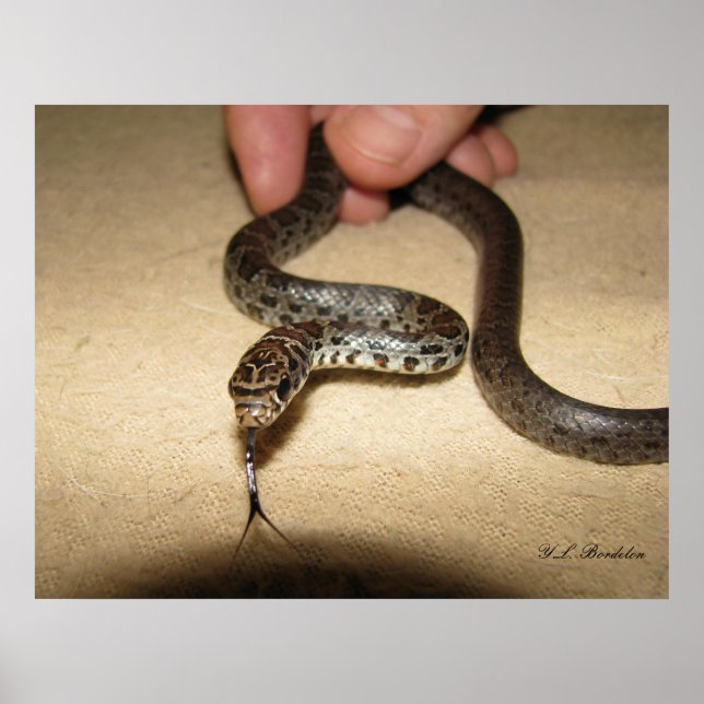 Poster Young Black Racer (Frente)