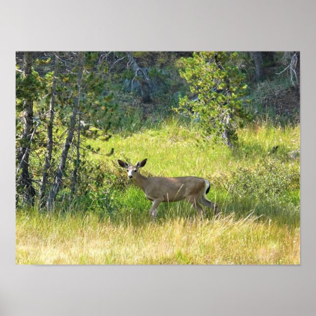 Poster Young Buck em Yosemite, CA (Frente)