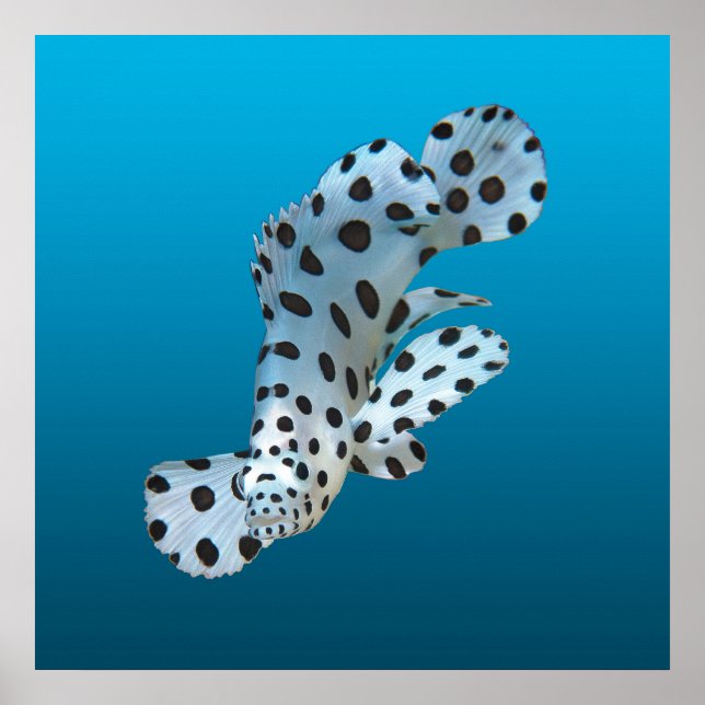 Poster Young Grouper - Gradiente de fundo azul |  (Frente)