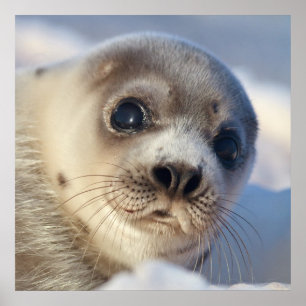 Pôster Young Harp Seal