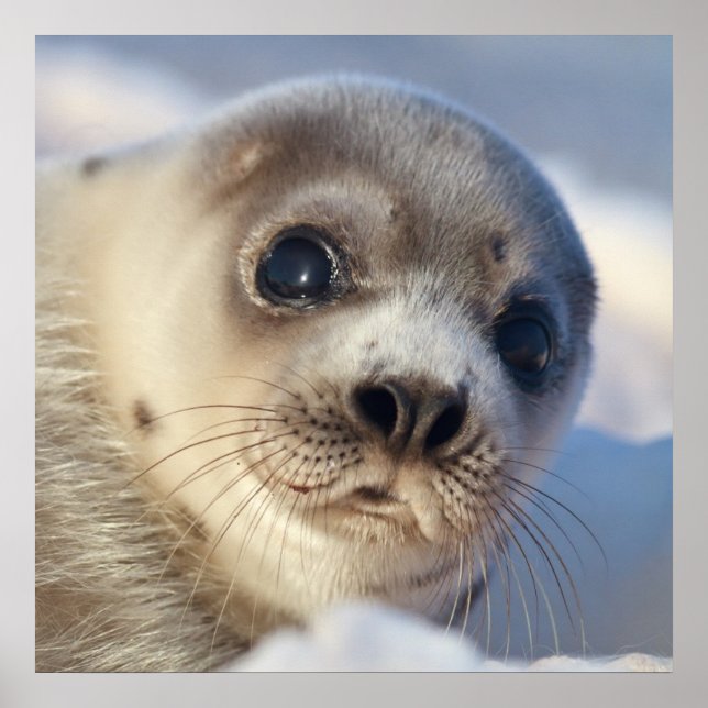 Pôster Young Harp Seal (Frente)