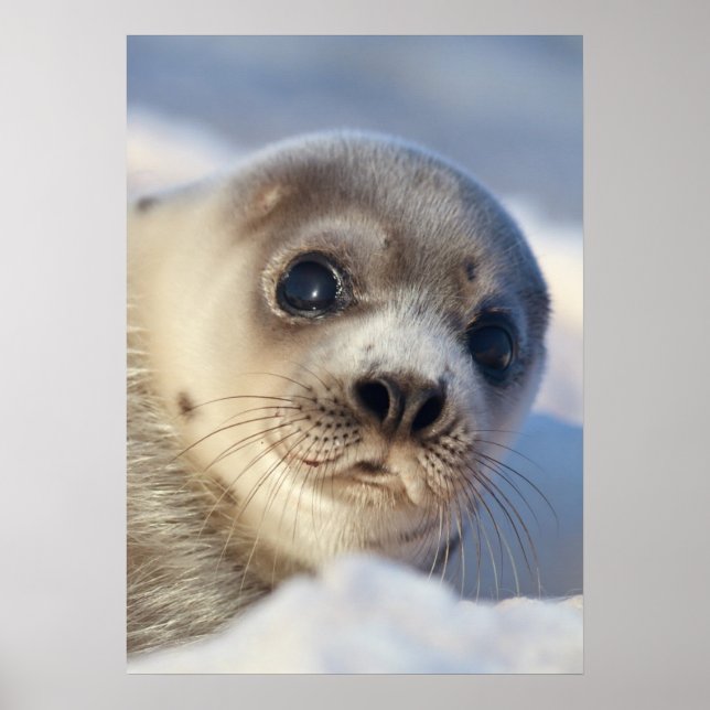 Poster Young Harp Seal (Frente)