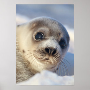 Poster Young Harp Seal
